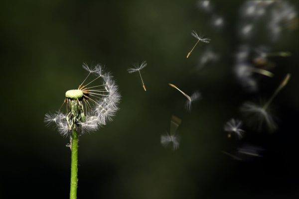 dandelion-gc306d338e_1920